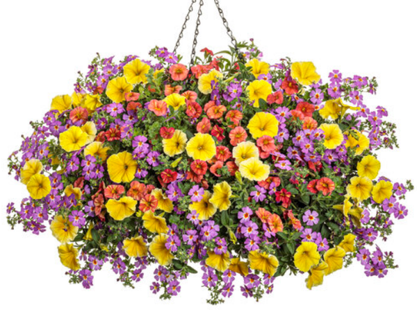 Event Image - 701QP00001IDA5CYAX